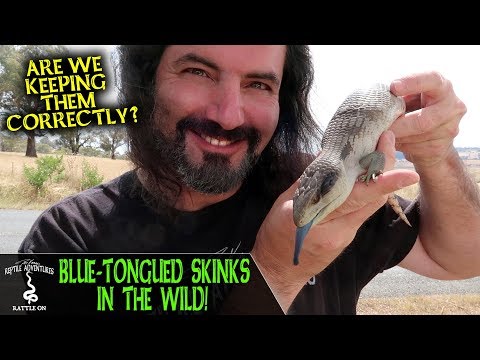 YouTube reptile video