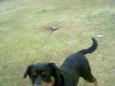 MY DOG CHAMP
