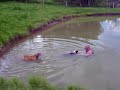 Buldogue Campeiro -  RICA