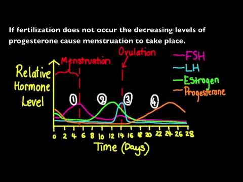 lutenizing hormone - 6.6.3 Annotate a graph showing hormone levels in the menstrual cycle, illustrating the relationship between changes in hormone levels and ovulation, menstrua...