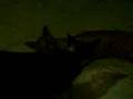 BLUPERS DE ANIMALES 2