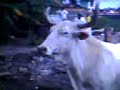 humanos-e-animais.html