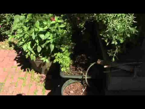 how to fertilize mint plants