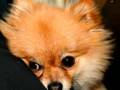 videos de Lady
