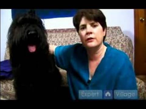 how to relieve dog bloat