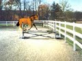 Horse Composite 3D Horse Composite 3D