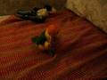 caique plays dead