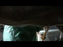 Elephant ultrasound