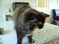 Cat sings the blues
