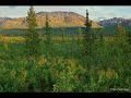 Edward Simoni - Taiga