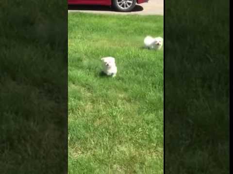 Maltese babies playing
