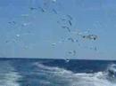 Scienz of life with birds