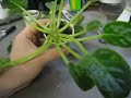 www.reedsgreenhouse.com http ^^^^^^^^^^^^^^^^^^^^^^^^^^^^^^ How to propagate African violet chimeras by producing suckers