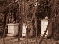 \"The Bee Keeper\"
