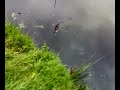 snoek snoek