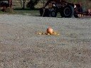 pumpkin explodes with sparkler bomb