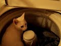 Wishy Washy Cat