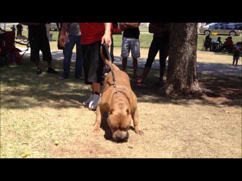 pit bull