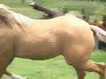 RANCHO DON PANCHO