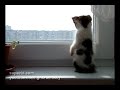 Cute Kitten Looking Out The Window (котенок смотрит в окно)