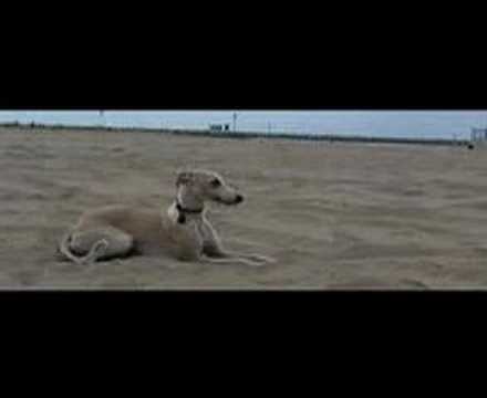 Vicious Whippet