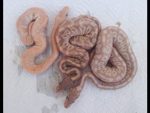 YouTube reptile video