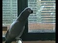 Yaco cantando el  chiki chiki by  Rokita