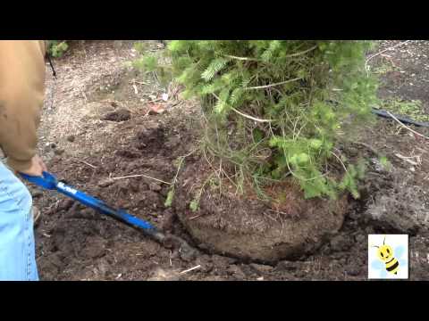 how to replant small trees