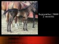 Desmond  - Weanling For Sale  Dressage/ Jumper Prospect