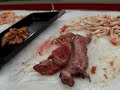 China Cachorro