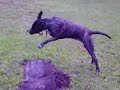 Perro De Presa Canario Dogo Canario Dog Kanaryjski