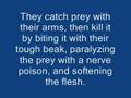 The greatest invertebrate Video ever