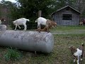 Baby Goats on Propane Tank Baby Goats on Propane Tank