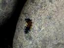 Catepillar on a rock - Basalt, CO