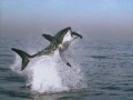 Shark vs. seal - Hmmmm, who would win??? Shark vs. seal - Hmmmm, who would win???