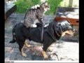 The cutest animal pictures