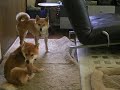 Click here to watch this video 【とよ＆ナラです】高尾夏場所