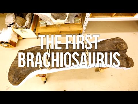 Bending Fossils: Experiments in Paleontology