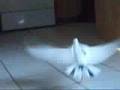 Punkin Pigeon learning to fly