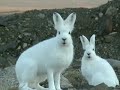 North Greenland