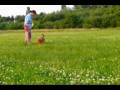 Dogfrisbee puppies