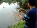 Patin 8.5kg - Sungai Kedah