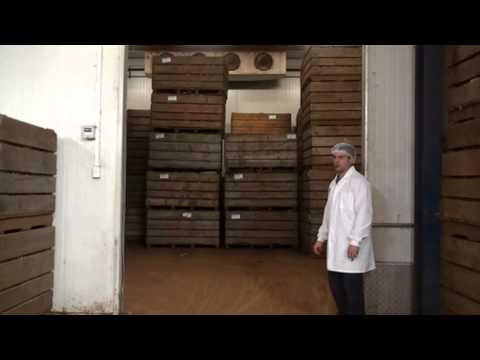 how to store potatoes after harvest