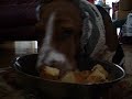 Basset hound LUNCH time