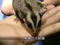 ????? -- ???????SUGAR GLIDER