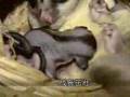 就是愛寵物 -- 口袋怪獸蜜袋鼯SUGAR GLIDER
