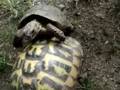tortugas coito