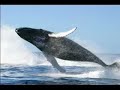 Song of The Whales