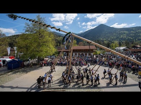 Mnchen: Mehr als 10.000 Besucher bei der Maibaum-Tradition im Mnchner Zoo