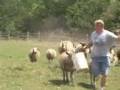 Friends of Wilber: When Sheep Attack